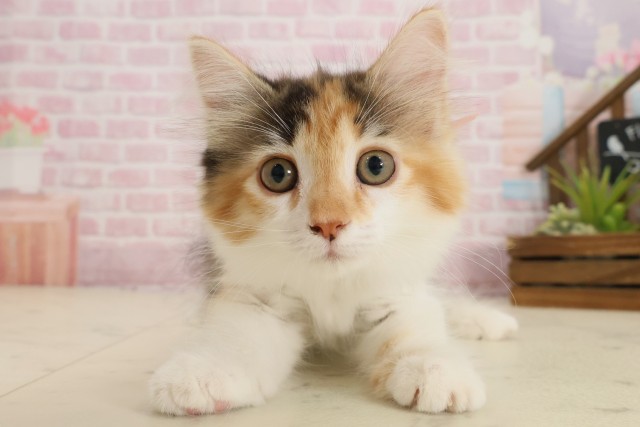 福岡県のノルウェージャンフォレストキャット (Coo&RIKU福岡東店/2025年9月10日生まれ/女の子/キャリコ)の子猫