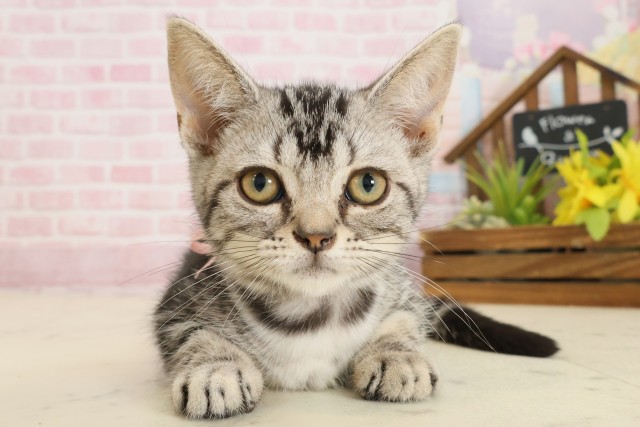 山口県のアメリカンショートヘアー (Coo&RIKUサンパークあじす店/2025年8月24日生まれ/女の子/シルバータビー)の子猫