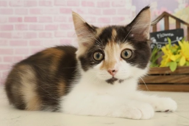 高知県のラガマフィン (Coo&RIKU高知御座店/2025年9月4日生まれ/女の子/キャリコ)の子猫の2枚目の画像