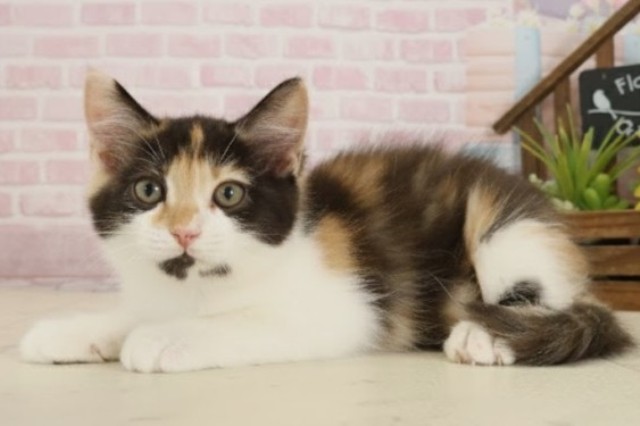 高知県のラガマフィン (Coo&RIKU高知御座店/2025年9月4日生まれ/女の子/キャリコ)の子猫の3枚目の画像