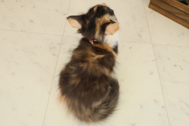 高知県のラガマフィン (Coo&RIKU高知御座店/2025年9月4日生まれ/女の子/キャリコ)の子猫の4枚目の画像