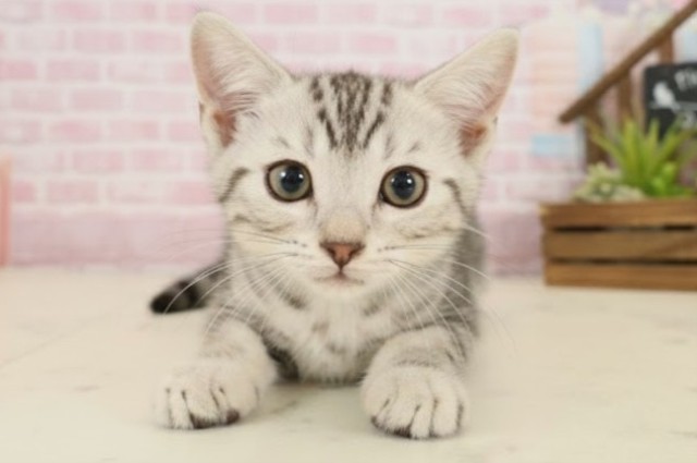 福岡県のマンチカン (Coo&RIKU久留米店/2025年9月23日生まれ/男の子/シルバータビー)の子猫の1枚目の画像