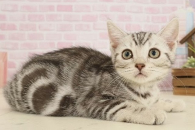 福岡県のマンチカン (Coo&RIKU久留米店/2025年9月23日生まれ/男の子/シルバータビー)の子猫の2枚目の画像