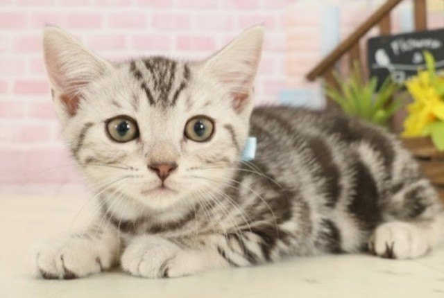 福岡県のマンチカン (Coo&RIKU久留米店/2025年9月23日生まれ/男の子/シルバータビー)の子猫の3枚目の画像