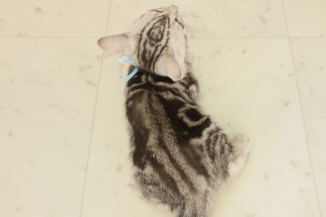 福岡県のマンチカン (Coo&RIKU久留米店/2025年9月23日生まれ/男の子/シルバータビー)の子猫の4枚目の画像