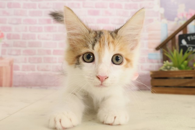 愛媛県のメインクーン (Coo&RIKU愛媛松山店/2025年9月11日生まれ/女の子/トービーホワイト)の子猫の1枚目の画像