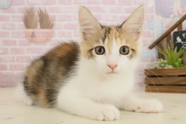 愛媛県のメインクーン (Coo&RIKU愛媛松山店/2025年9月11日生まれ/女の子/トービーホワイト)の子猫の2枚目の画像