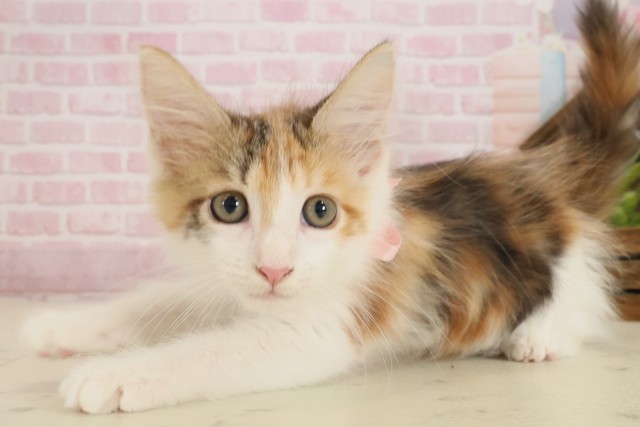 愛媛県のメインクーン (Coo&RIKU愛媛松山店/2025年9月11日生まれ/女の子/トービーホワイト)の子猫の3枚目の画像