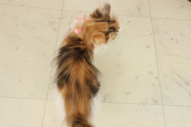 愛媛県のメインクーン (Coo&RIKU愛媛松山店/2025年9月11日生まれ/女の子/トービーホワイト)の子猫の4枚目の画像