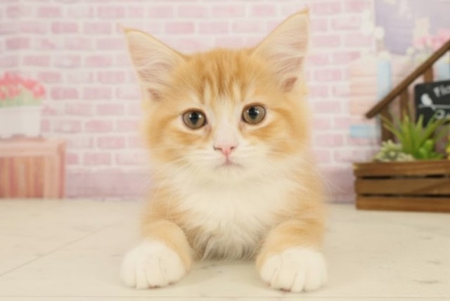 福岡県のマンチカン (Coo&RIKU福岡東店/2025年8月15日生まれ/男の子/レッドタビーホワイト)の子猫