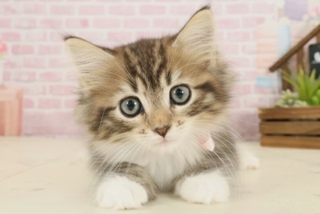 福岡県のノルウェージャンフォレストキャット (Coo&RIKU小倉店/2025年9月15日生まれ/女の子/ブラウンタビーホワイト)の子猫の1枚目の画像