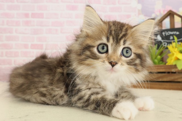 福岡県のノルウェージャンフォレストキャット (Coo&RIKU小倉店/2025年9月15日生まれ/女の子/ブラウンタビーホワイト)の子猫の2枚目の画像