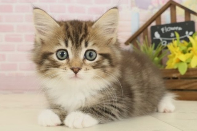 福岡県のノルウェージャンフォレストキャット (Coo&RIKU小倉店/2025年9月15日生まれ/女の子/ブラウンタビーホワイト)の子猫の3枚目の画像