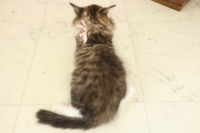 福岡県のノルウェージャンフォレストキャット (Coo&RIKU小倉店/2025年9月15日生まれ/女の子/ブラウンタビーホワイト)の子猫の4枚目の画像