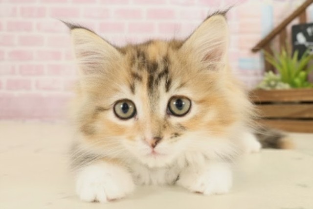 熊本県のノルウェージャンフォレストキャット (Coo&RIKUカリーノ玉名店/2025年9月15日生まれ/女の子/ブラウンパッチドタビーホワイト)の子猫の1枚目の画像