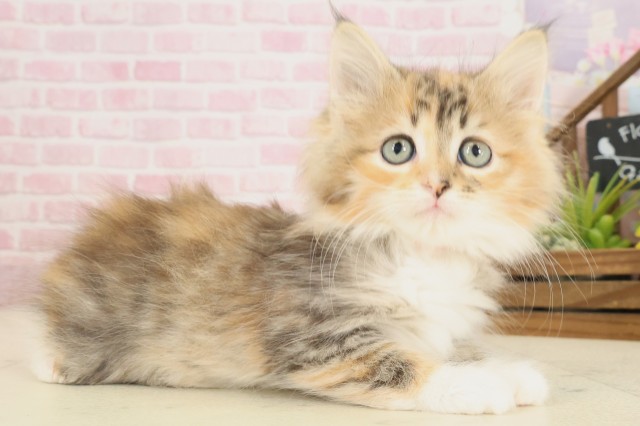 熊本県のノルウェージャンフォレストキャット (Coo&RIKUカリーノ玉名店/2025年9月15日生まれ/女の子/ブラウンパッチドタビーホワイト)の子猫の2枚目の画像