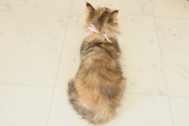 熊本県のノルウェージャンフォレストキャット (Coo&RIKUカリーノ玉名店/2025年9月15日生まれ/女の子/ブラウンパッチドタビーホワイト)の子猫の4枚目の画像