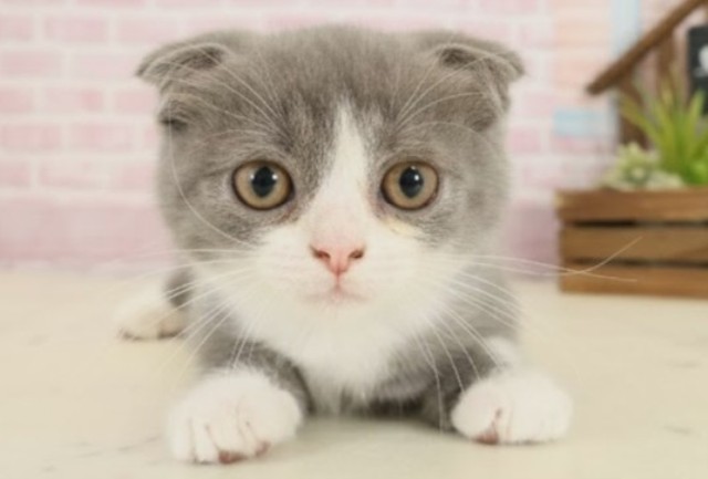 福岡県のスコティッシュフォールド (Coo&RIKU小倉店/2025年9月11日生まれ/男の子/ブルーホワイト)の子猫の1枚目の画像