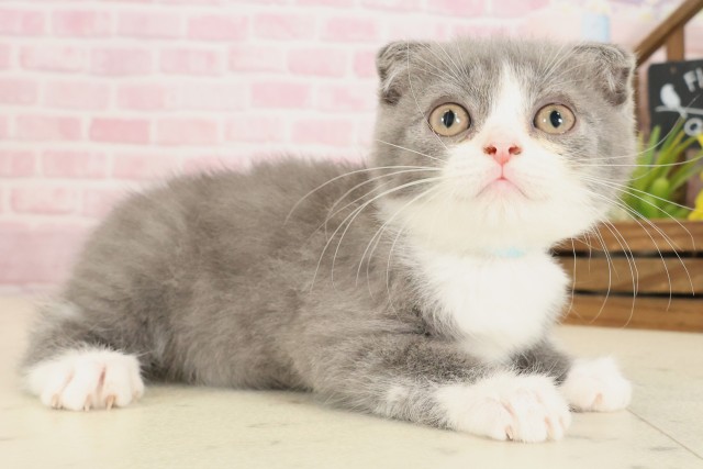 福岡県のスコティッシュフォールド (Coo&RIKU小倉店/2025年9月11日生まれ/男の子/ブルーホワイト)の子猫の2枚目の画像