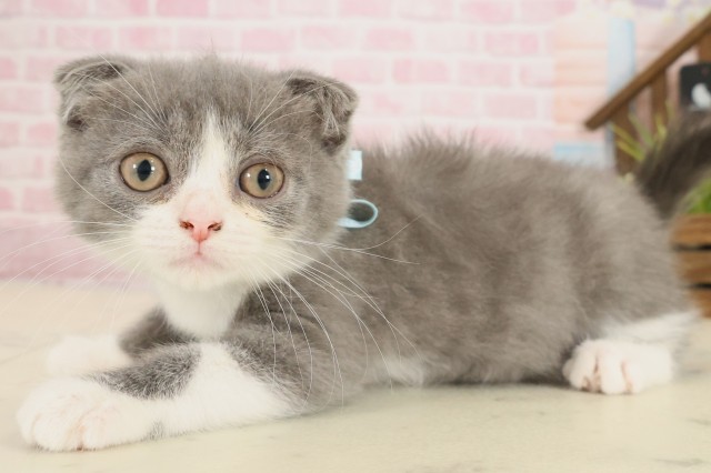 福岡県のスコティッシュフォールド (Coo&RIKU小倉店/2025年9月11日生まれ/男の子/ブルーホワイト)の子猫の3枚目の画像