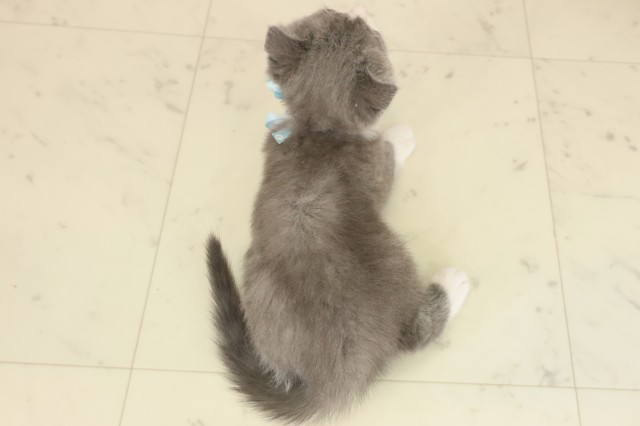 福岡県のスコティッシュフォールド (Coo&RIKU小倉店/2025年9月11日生まれ/男の子/ブルーホワイト)の子猫の4枚目の画像