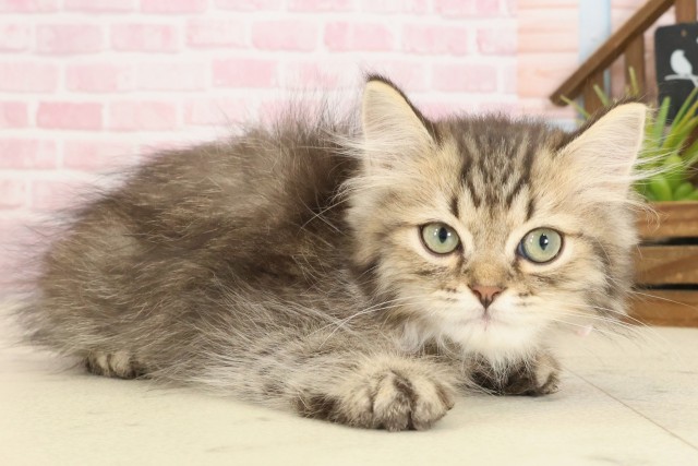 広島県のミヌエット (Coo&RIKU東広島店/2025年9月10日生まれ/男の子/ブラウンタビー)の子猫の2枚目の画像