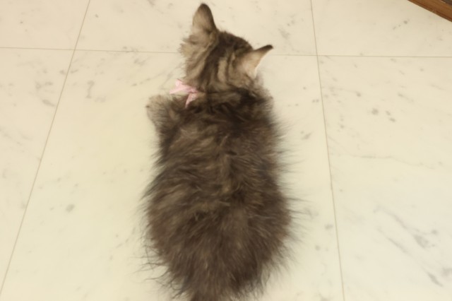 広島県のミヌエット (Coo&RIKU東広島店/2025年9月10日生まれ/男の子/ブラウンタビー)の子猫の4枚目の画像