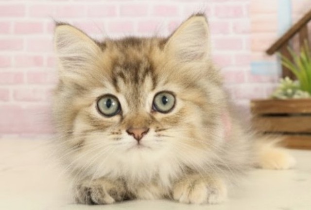 山口県のミヌエット (Coo&RIKUシーモール下関店/2025年9月10日生まれ/女の子/ブラウンパッチドタビー)の子猫