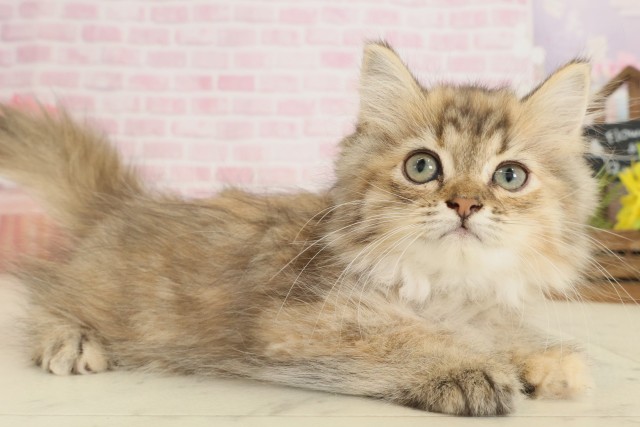 山口県のミヌエット (Coo&RIKUシーモール下関店/2025年9月10日生まれ/女の子/ブラウンパッチドタビー)の子猫の2枚目の画像