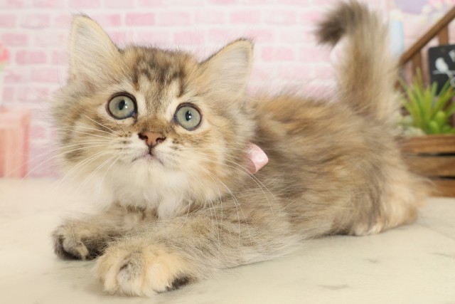 山口県のミヌエット (Coo&RIKUシーモール下関店/2025年9月10日生まれ/女の子/ブラウンパッチドタビー)の子猫の3枚目の画像