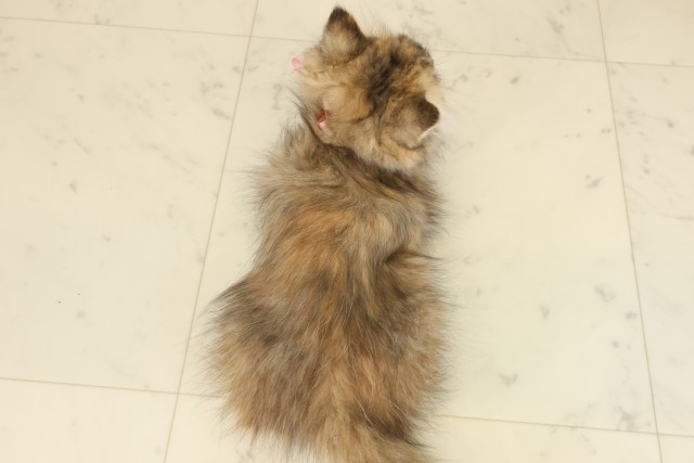 山口県のミヌエット (Coo&RIKUシーモール下関店/2025年9月10日生まれ/女の子/ブラウンパッチドタビー)の子猫の4枚目の画像