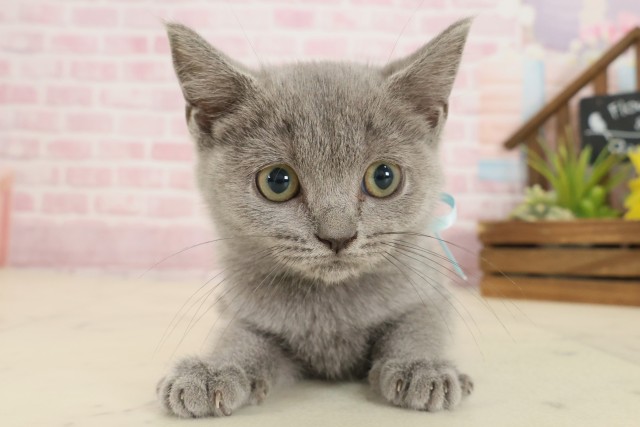 鹿児島県のブリティッシュショートヘアー (Coo&RIKU鹿屋店/2025年8月26日生まれ/男の子/ブルー)の子猫の1枚目の画像