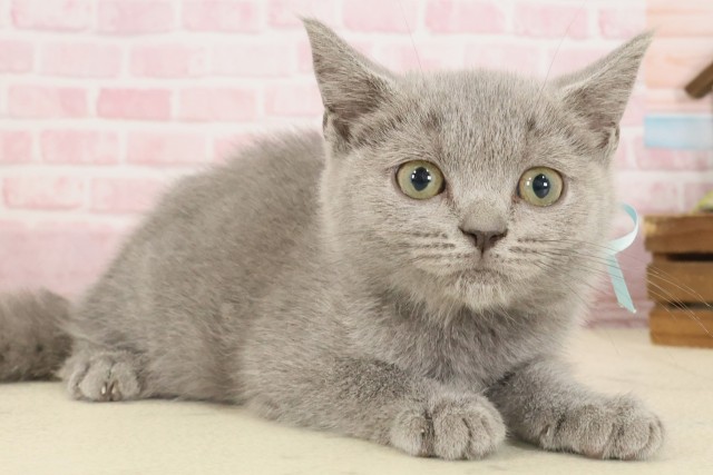 鹿児島県のブリティッシュショートヘアー (Coo&RIKU鹿屋店/2025年8月26日生まれ/男の子/ブルー)の子猫の2枚目の画像