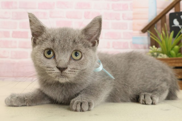 鹿児島県のブリティッシュショートヘアー (Coo&RIKU鹿屋店/2025年8月26日生まれ/男の子/ブルー)の子猫の3枚目の画像