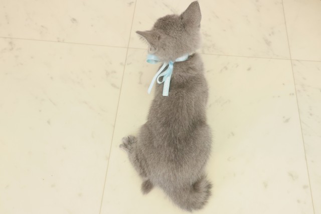 鹿児島県のブリティッシュショートヘアー (Coo&RIKU鹿屋店/2025年8月26日生まれ/男の子/ブルー)の子猫の4枚目の画像