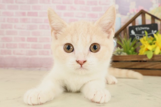 熊本県のブリティッシュショートヘアー (Coo&RIKU宇土シティモール店/2025年8月26日生まれ/男の子/クリームタビーホワイト)の子猫の1枚目の画像