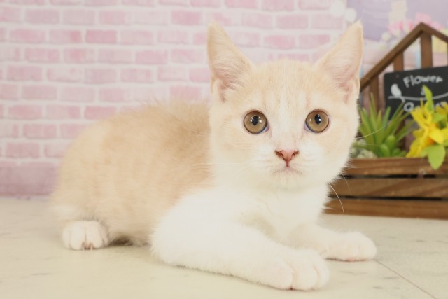熊本県のブリティッシュショートヘアー (Coo&RIKU宇土シティモール店/2025年8月26日生まれ/男の子/クリームタビーホワイト)の子猫の2枚目の画像