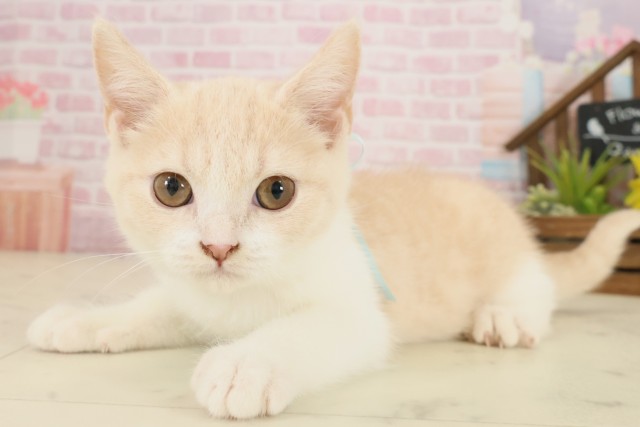 熊本県のブリティッシュショートヘアー (Coo&RIKU宇土シティモール店/2025年8月26日生まれ/男の子/クリームタビーホワイト)の子猫の3枚目の画像