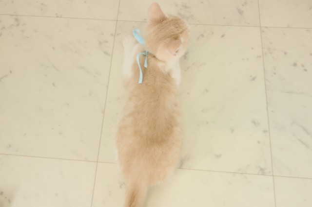 熊本県のブリティッシュショートヘアー (Coo&RIKU宇土シティモール店/2025年8月26日生まれ/男の子/クリームタビーホワイト)の子猫の4枚目の画像