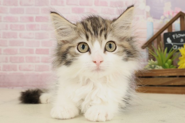 高知県のノルウェージャンフォレストキャット (Coo&RIKU高知御座店/2025年9月8日生まれ/女の子/ブラウンタビーホワイト)の子猫の1枚目の画像