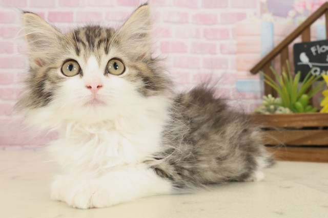 高知県のノルウェージャンフォレストキャット (Coo&RIKU高知御座店/2025年9月8日生まれ/女の子/ブラウンタビーホワイト)の子猫の3枚目の画像