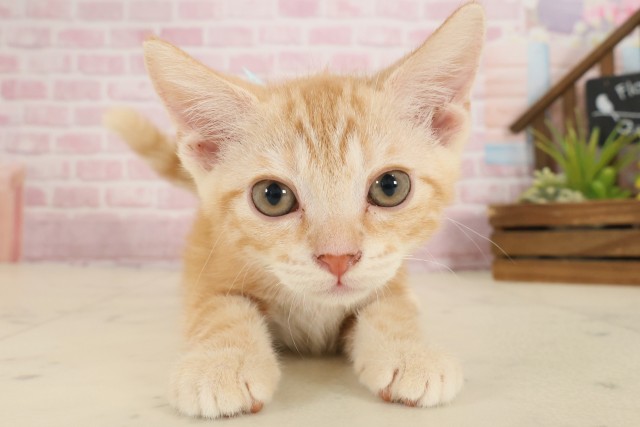 香川県のアメリカンショートヘアー (Coo&RIKU高松上福岡店/2025年9月12日生まれ/男の子/レッドタビー)の子猫の1枚目の画像