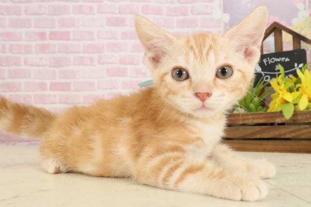 香川県のアメリカンショートヘアー (Coo&RIKU高松上福岡店/2025年9月12日生まれ/男の子/レッドタビー)の子猫の2枚目の画像