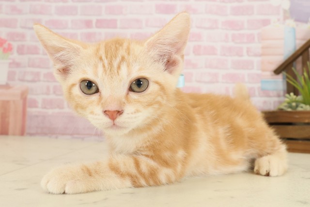 香川県のアメリカンショートヘアー (Coo&RIKU高松上福岡店/2025年9月12日生まれ/男の子/レッドタビー)の子猫の3枚目の画像