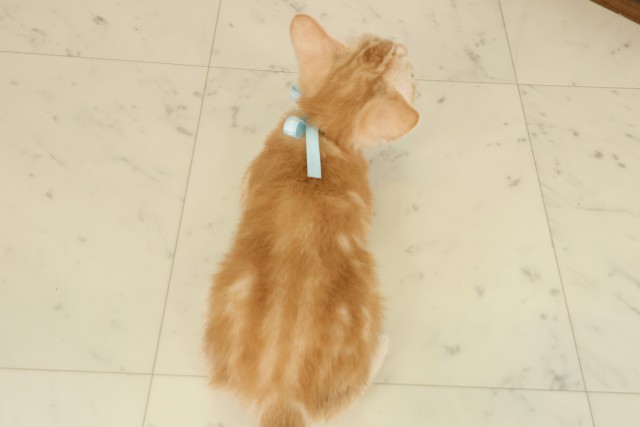 香川県のアメリカンショートヘアー (Coo&RIKU高松上福岡店/2025年9月12日生まれ/男の子/レッドタビー)の子猫の4枚目の画像