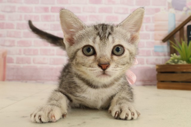 高知県のアメリカンショートヘアー (Coo&RIKUのいち店/2025年9月12日生まれ/女の子/シルバーパッチドタビー)の子猫の1枚目の画像