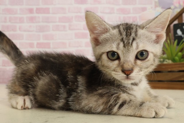 高知県のアメリカンショートヘアー (Coo&RIKUのいち店/2025年9月12日生まれ/女の子/シルバーパッチドタビー)の子猫の2枚目の画像