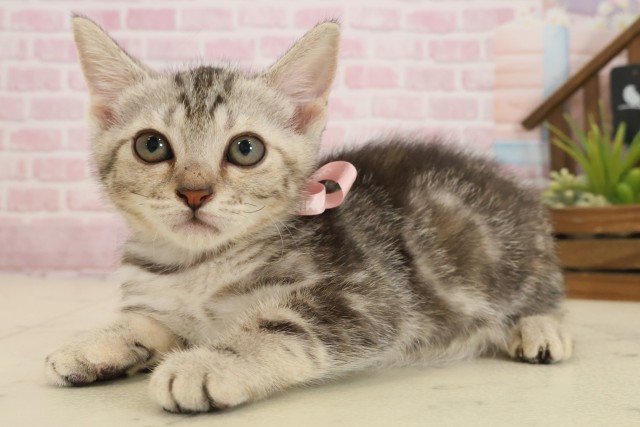 高知県のアメリカンショートヘアー (Coo&RIKUのいち店/2025年9月12日生まれ/女の子/シルバーパッチドタビー)の子猫の3枚目の画像