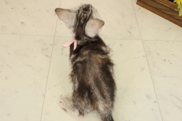 高知県のアメリカンショートヘアー (Coo&RIKUのいち店/2025年9月12日生まれ/女の子/シルバーパッチドタビー)の子猫の4枚目の画像