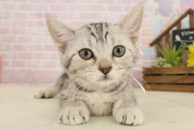 熊本県のアメリカンショートヘアー (Coo&RIKUカリーノ玉名店/2025年9月12日生まれ/女の子/シルバータビー)の子猫の1枚目の画像